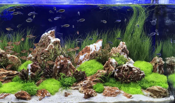 Geplant zoetwateraquarium Stockafbeelding