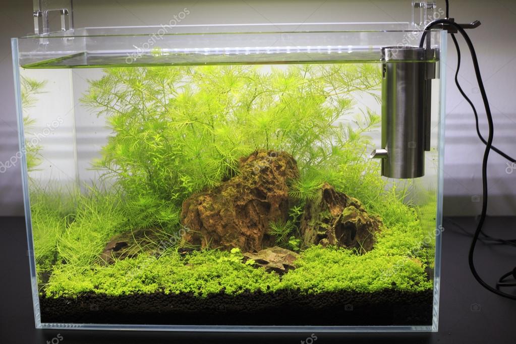 Acuario de agua dulce plantado — Fotos de Stock © mauriziobiso_1 #38928893