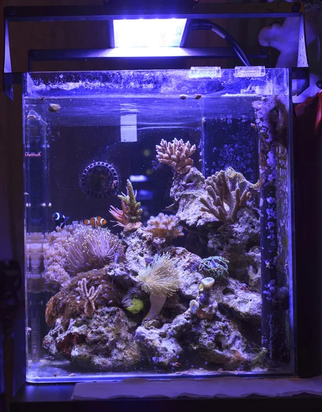 Цветной аквариум — стоковое фото