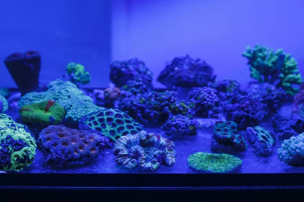 熱帯のサンゴ礁のサンゴ — ストック写真