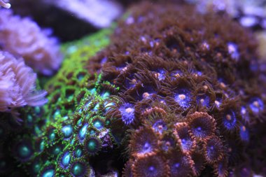 Zoanthids
