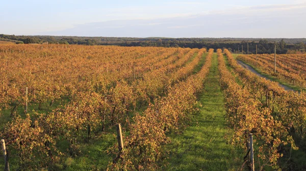 Vineyard in Tuscany — Stock Photo, Image