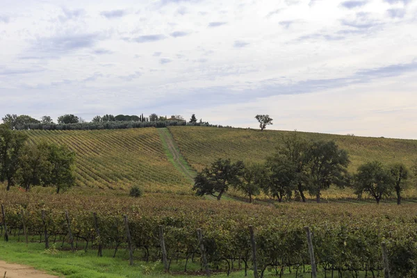 Vineyard in Tuscany — Stock Photo, Image