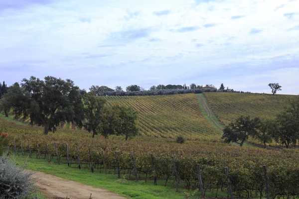 Wijngaard in Toscane — Stockfoto