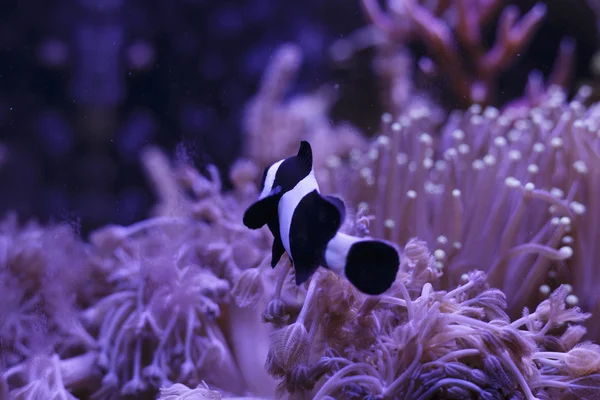 Payasos en el jardín de coral — Foto de Stock