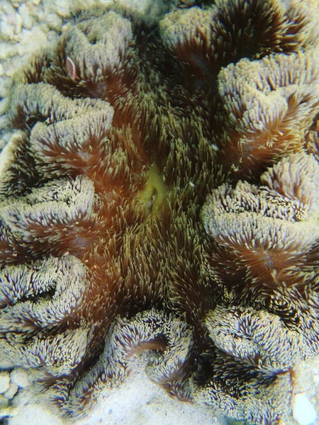 Corais bonitos — Fotografia de Stock