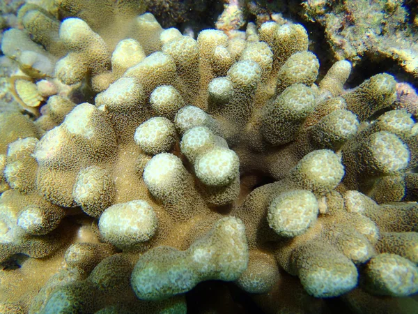 Гарними коралами — стокове фото