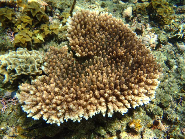 Vackra koraller — Stockfoto