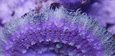 Deniz anemone doku