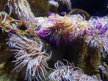 deniz anemon