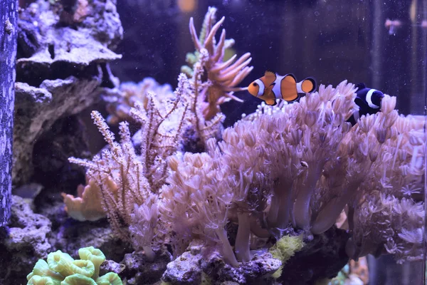 Black and red clownfishes in the corals tentacles — Stock Photo, Image