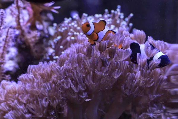 mercan tentacles siyah ve kırmızı clownfishes