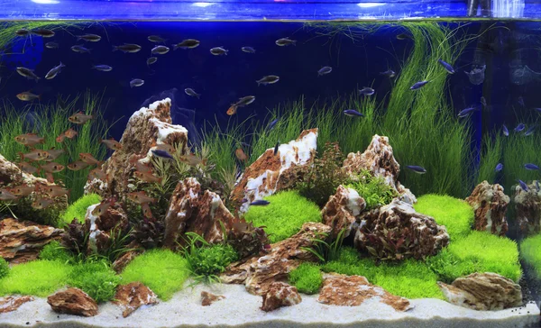 Beplante aquarium Rechtenvrije Stockafbeeldingen