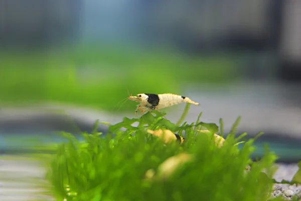 Planted aquarium — Stock Photo, Image