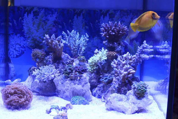 Aquarium coloré et exotique — Photo