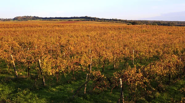 Druiven landschap — Stockfoto