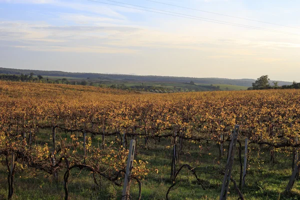 Grapes landscape — Stock Photo, Image