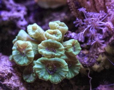 caulastrea mercan