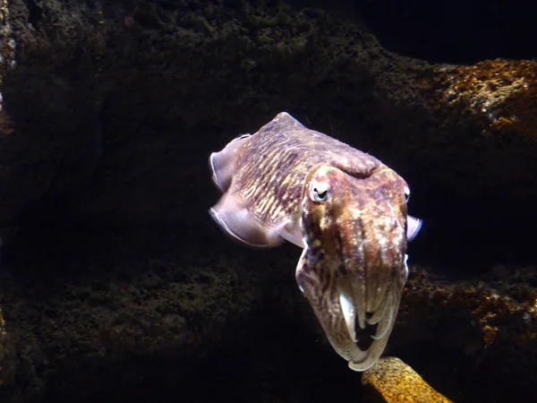 Pharaoh cuttlefish — Stock Photo, Image