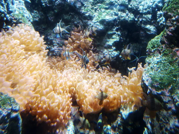 Bangai Cardinalfish en aquarium, Pterapogon kauderni — Photo