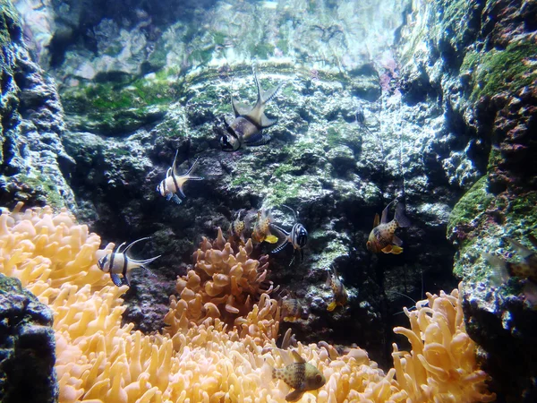 番外 cardinalfish 水族館、pterapogon kauderni で — ストック写真