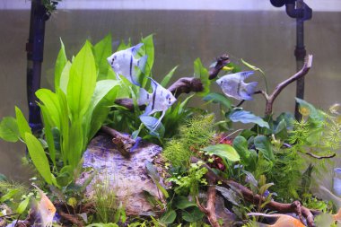 tank with aquatic plants  clipart
