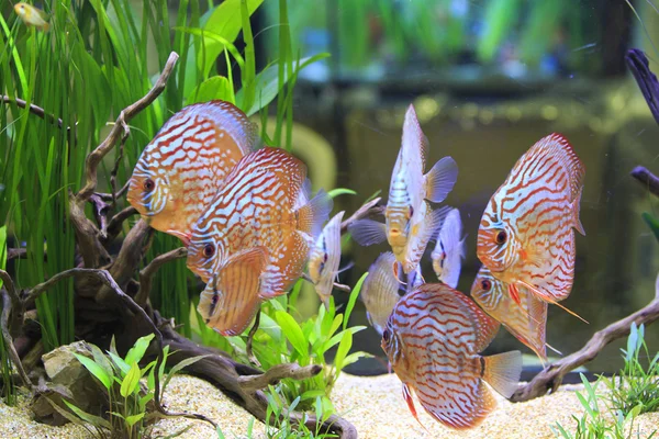 su bitkileri ile tank