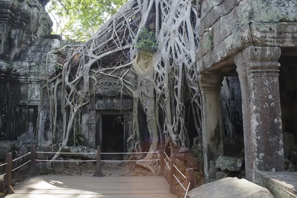 Ta prohm ruiny, angkor wat, Kambodža — Stock fotografie