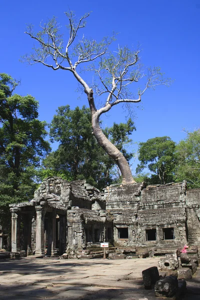 タ ・ プローム遺跡、アンコール ワット、カンボジア — ストック写真