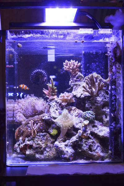 Färgglada saltvatten akvarium Royaltyfria Stockfoton