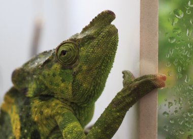 Bayağı calyptratus