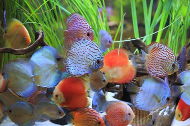 su bitkileri ile bir tank içinde Symphysodon discus