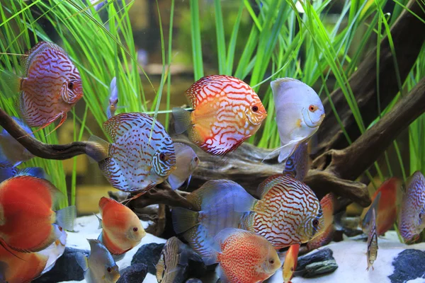 su bitkileri ile bir tank içinde Symphysodon discus