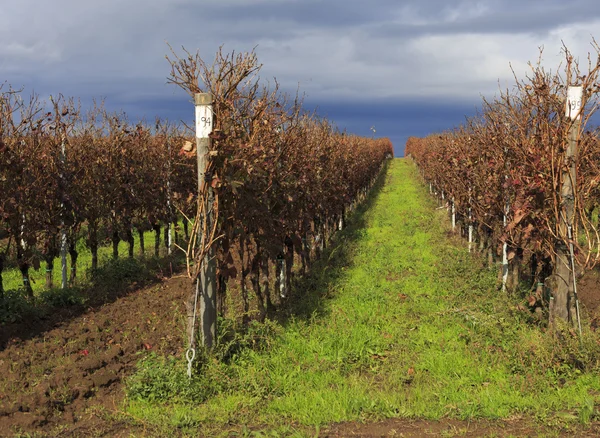 Heuvels van Chianti regio bij zonsondergang in Toscane — Stockfoto