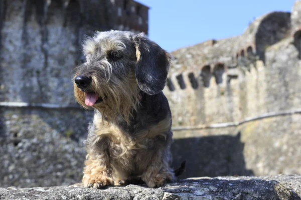 Dachshund oturan — Stok fotoğraf