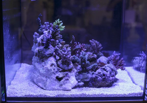 Vissen en koralen — Stockfoto
