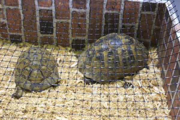 Twee testudo hermanni schildpadden — Stockfoto