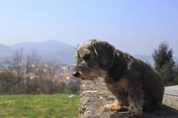 Dachshund oturan — Stok fotoğraf