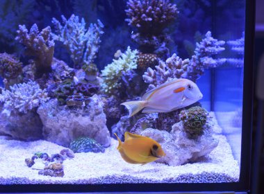 renkli sualtı Akvaryumu