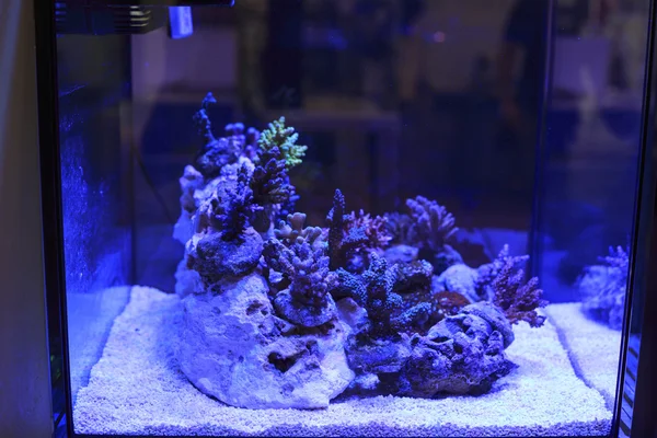 多彩的水下水族馆 — 图库照片