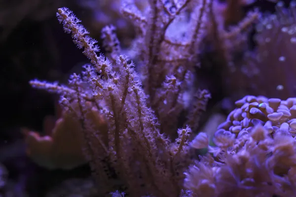 Underwater aquarium with corals — Stock Photo, Image