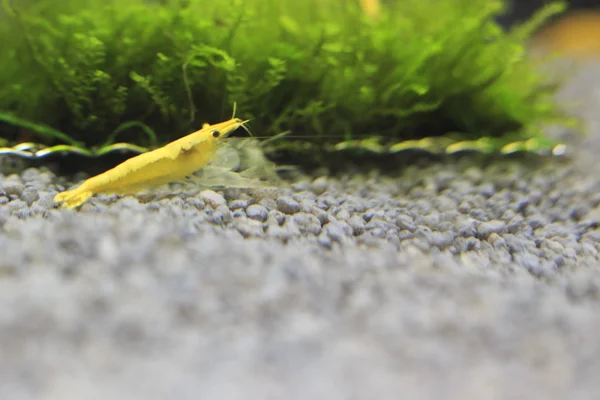 stock image Hawaiian Red Shrimp - Halocaridina Rubra