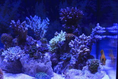 renkli tuzlu su akvaryumu