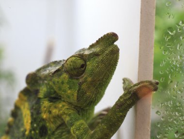 Bayağı calyptratus