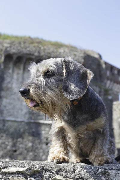 Köpek uzakta arıyorsunuz — Stok fotoğraf