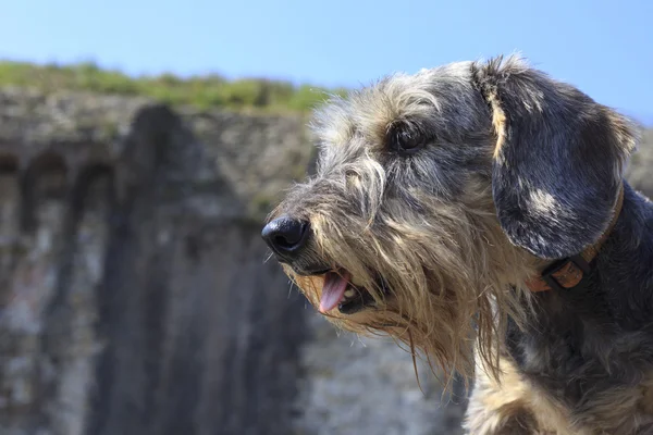 Köpek uzakta arıyorsunuz — Stok fotoğraf