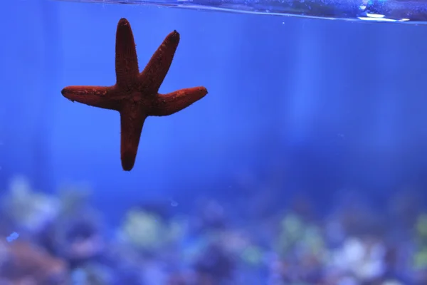 Červená hvězdice na akvarijním skle — Stock fotografie