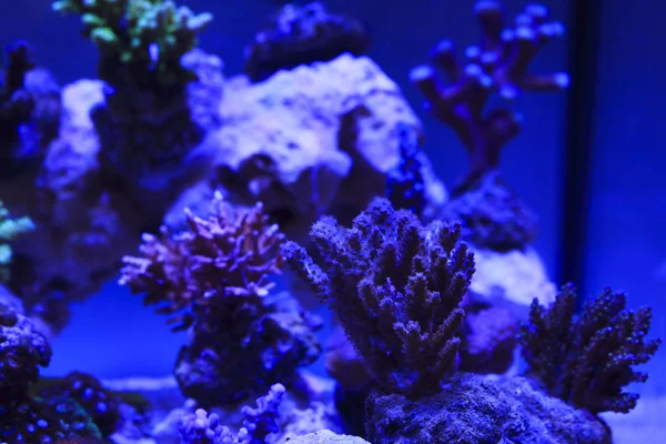 Koralli — kuvapankkivalokuva