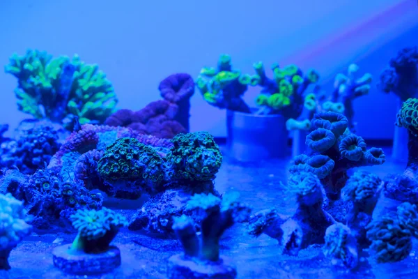 Кораллы — стоковое фото