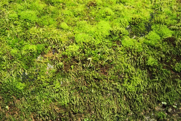 Çim yosun — Stok fotoğraf